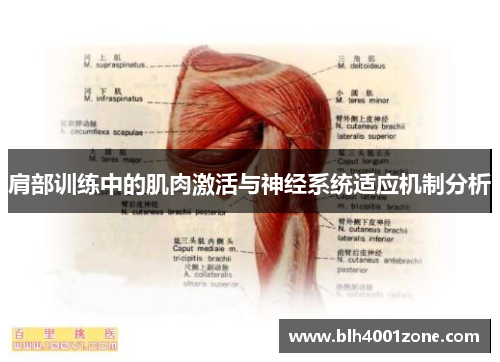 肩部训练中的肌肉激活与神经系统适应机制分析
